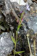 Image of Milkwort