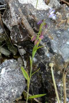 Image of Milkwort