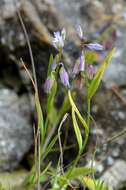 Image of Milkwort