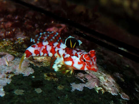 Image of Moyer&#39;s dragonet