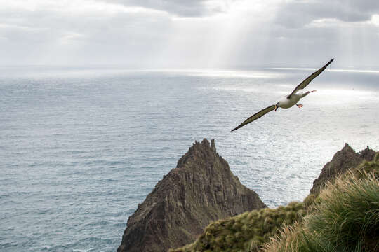 Image de Albatros de Carter