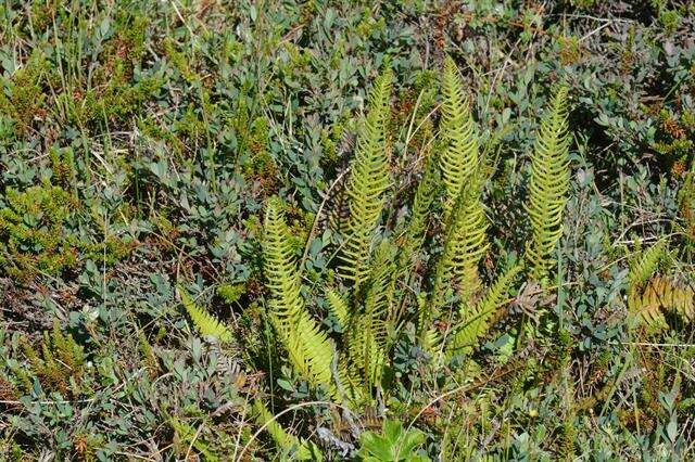 Image of <i>Blechnum spicant</i>