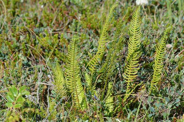 Image of <i>Blechnum spicant</i>