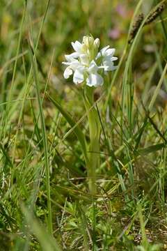 Image of Western Marsh-orchid