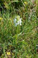 Imagem de Dactylorhiza majalis (Rchb.) P. F. Hunt & Summerh.