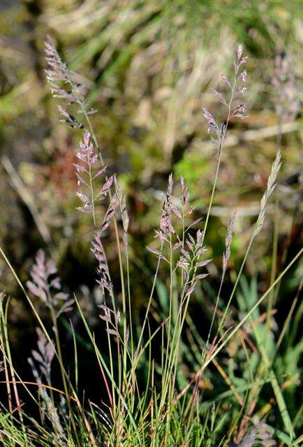 Image of fescue