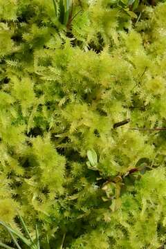 Image of sphagnum