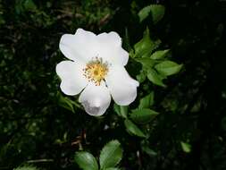 Image of dog rose