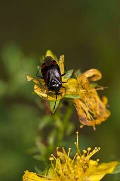 Image of Deraeocoris