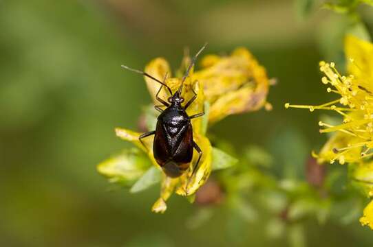 Image of Deraeocoris