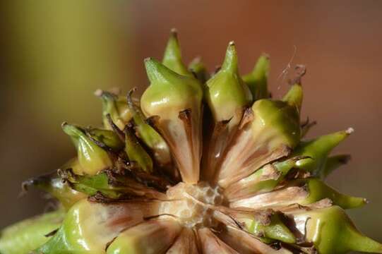 صورة Sparganium erectum subsp. microcarpum (Neuman) Domin