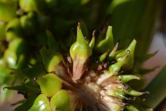 Image de Sparganium erectum subsp. microcarpum (Neuman) Domin