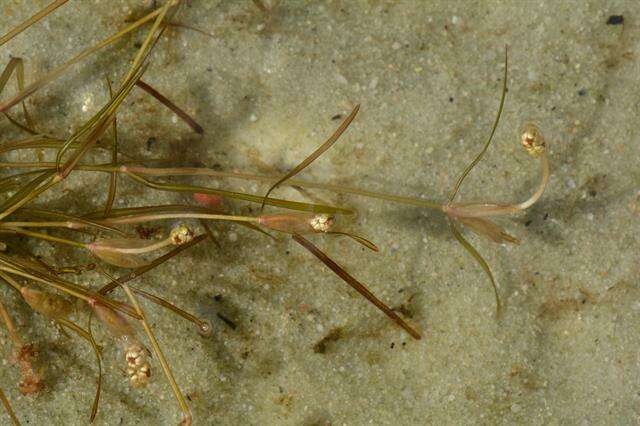 Image of Small Pondweed