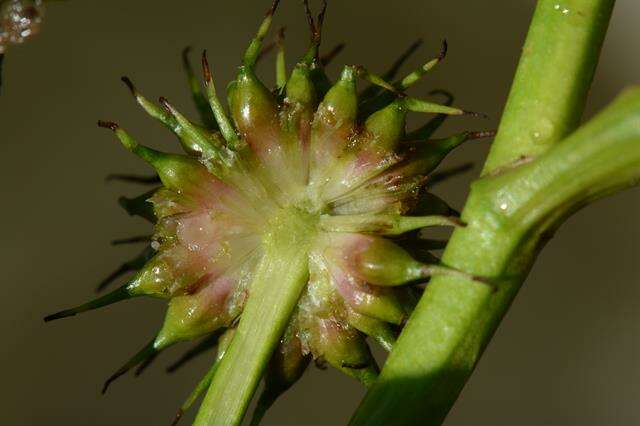 Image of bur-reed