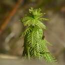 Слика од Myriophyllum verticillatum L.