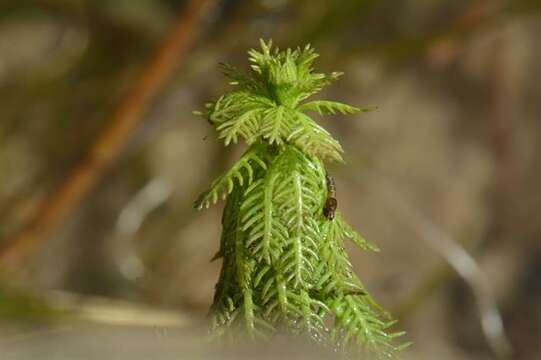 Image of water milfoil family