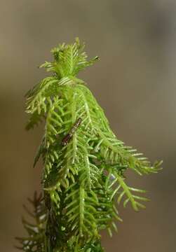 Image of water milfoil family