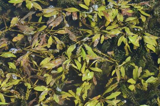 Image of pondweed