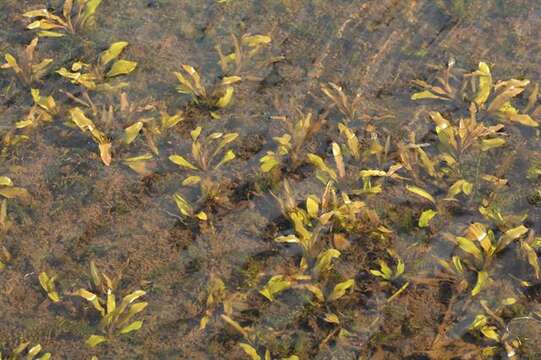 Image of pondweed