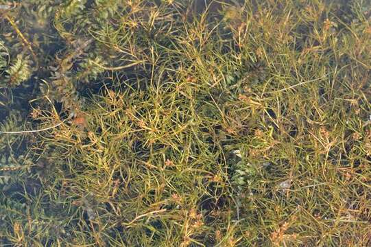 Image of Small Pondweed