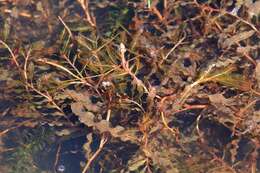 Image of pondweed