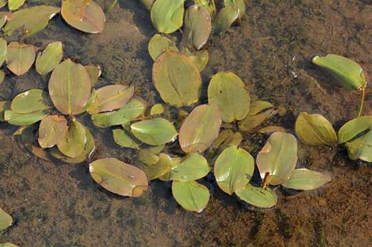 Image of Bog Pondweed