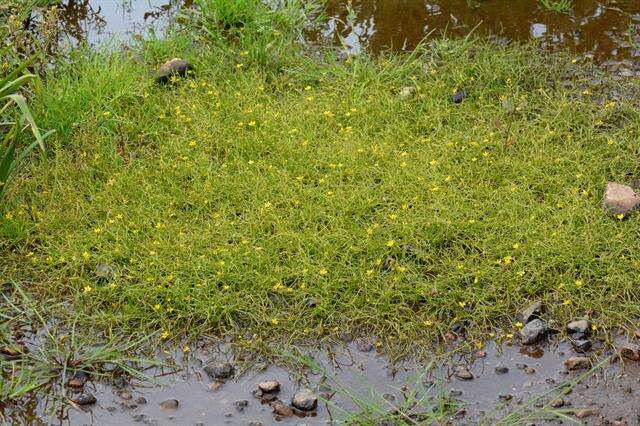 Image of Creeping Spearwort