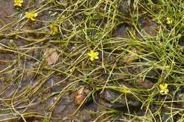 Image of Creeping Spearwort