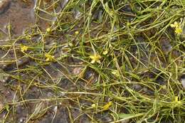 Image of Creeping Spearwort