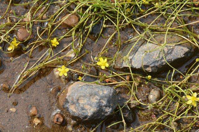 Image of Creeping Spearwort