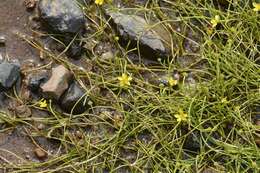 Image of Creeping Spearwort