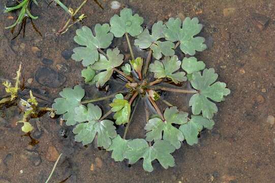 Image of Buttercup