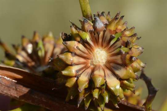 Image of Sparganium erectum subsp. neglectum (Beeby) K. Richt.