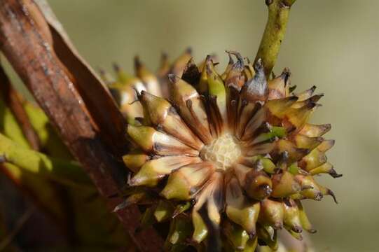 Image of Sparganium erectum subsp. neglectum (Beeby) K. Richt.