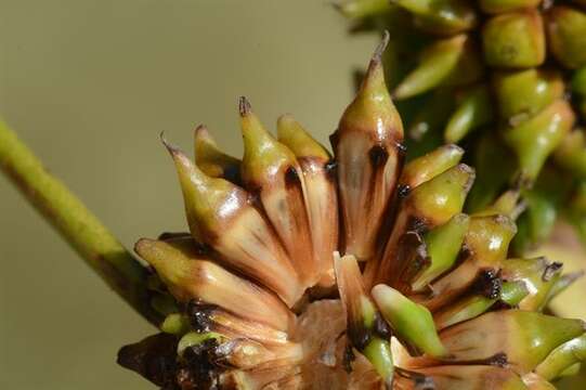 Image of Sparganium erectum subsp. neglectum (Beeby) K. Richt.