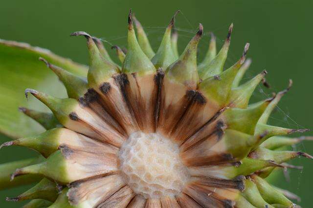 Image of Sparganium erectum subsp. neglectum (Beeby) K. Richt.