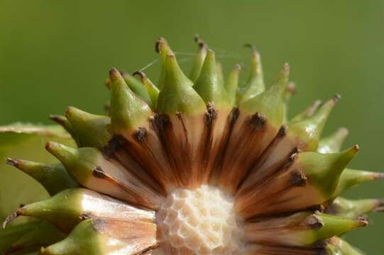 Image of Sparganium erectum subsp. neglectum (Beeby) K. Richt.