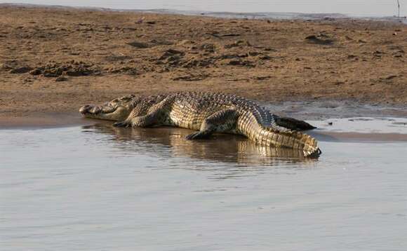 Image of Crocodylus