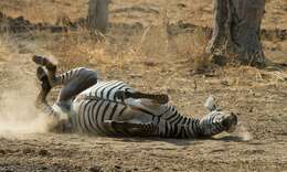 Image of Crawshay's zebra