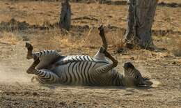 Image of Crawshay's zebra