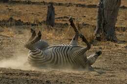 Image of Crawshay's zebra