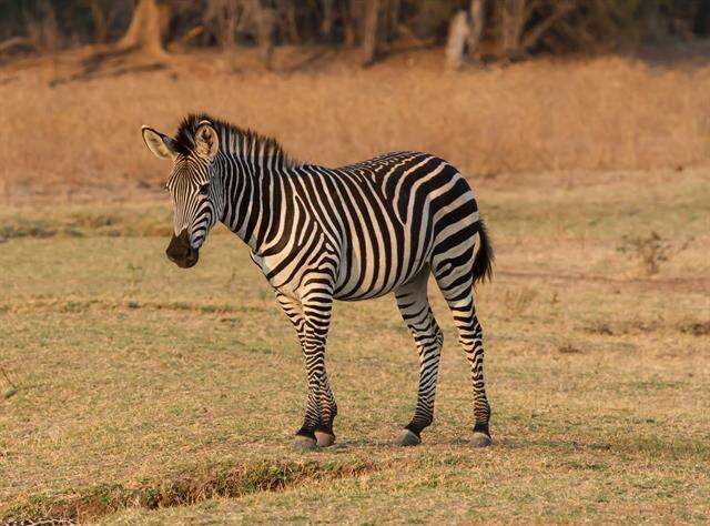 Image of Crawshay's zebra