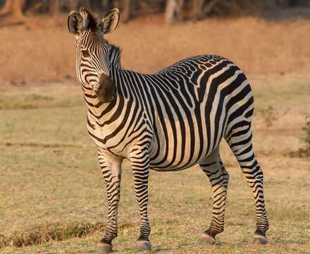 Image of Crawshay's zebra