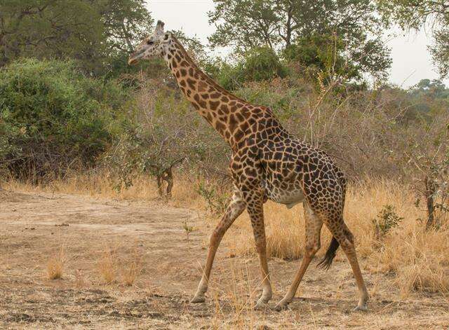 Imagem de Giraffa tippelskirchi Matschie 1898