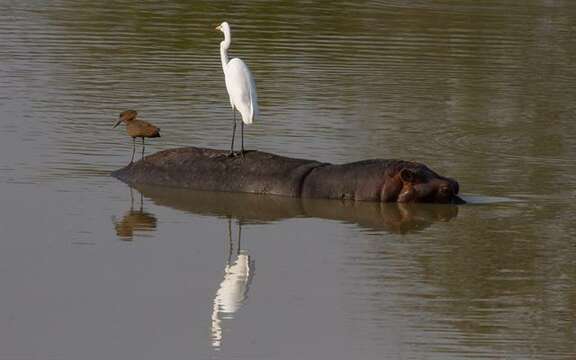 Image of Common Hippopotamus