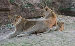 Image of big cats