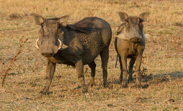 Image of Warthogs