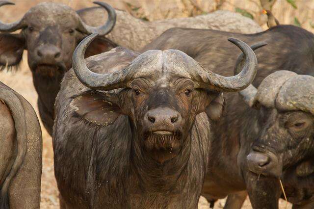 Image of African Buffaloes