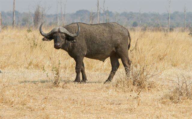 Image of African Buffaloes