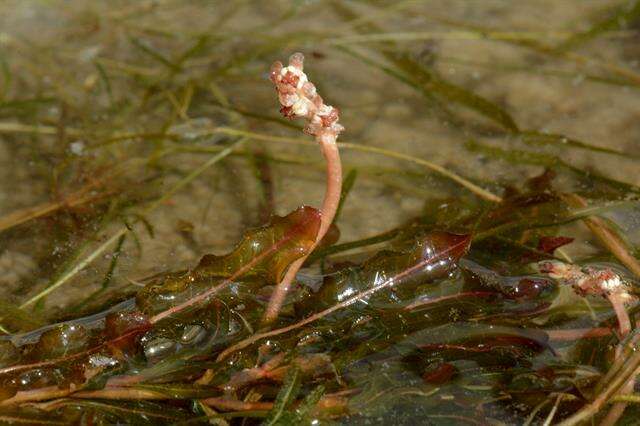 Image of pondweed